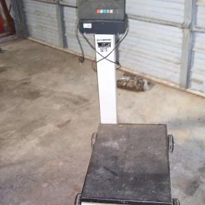 S/S DIGITAL PLATFORM SCALE